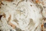 Polished Petrified Wood (Araucaria) Round - Madagascar #358043-1